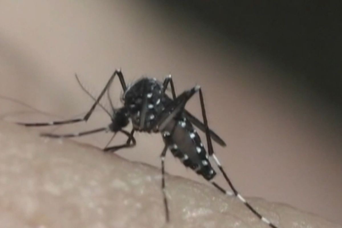 Paraíba registra mais de 2,3 mil casos de dengue em 2026