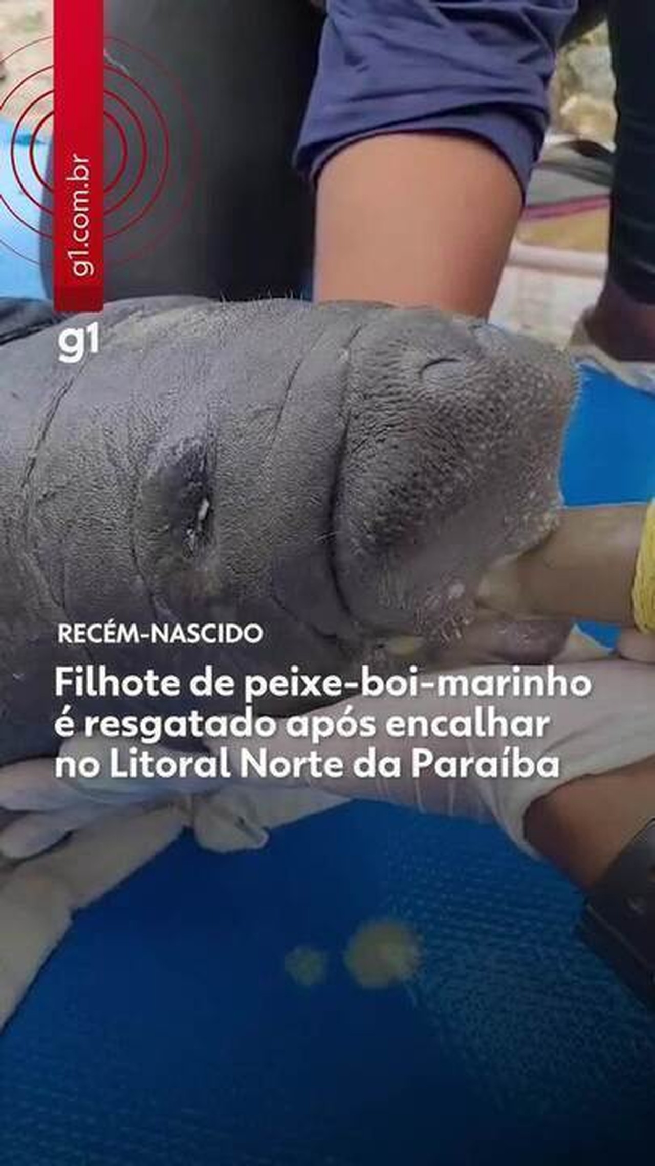 Filhote de peixe-boi-marinho é resgatado após encalhar em praia do Litoral Norte da Paraíba