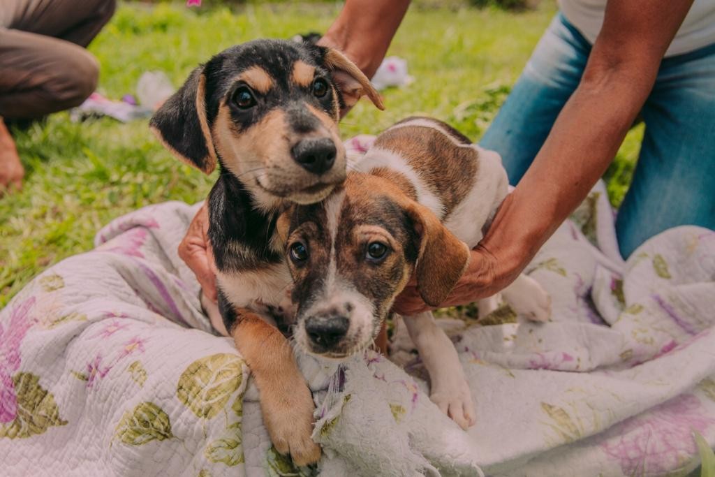 Justiça determina que João Pessoa elabore plano de controle de zoonoses e proteção a cães e gatos abandonados