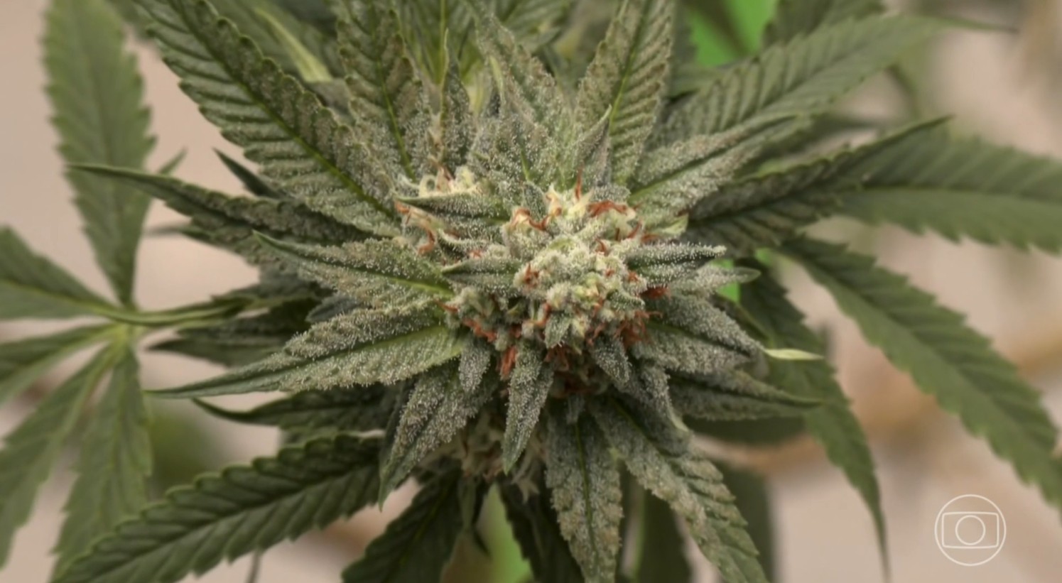 Justiça Federal autoriza uso de flor de cannabis para fins medicinais a pacientes de associação na Paraíba