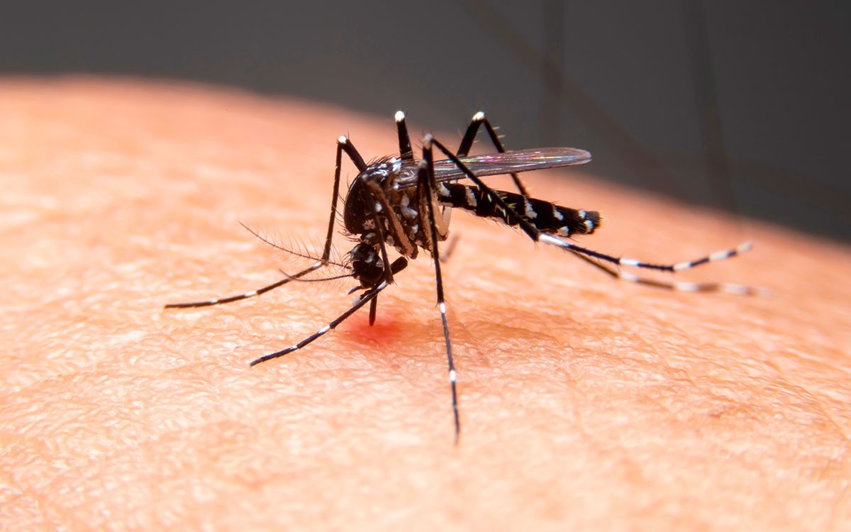 Duas crianças de 7 anos morrem com suspeita de dengue grave, no Sertão da PB