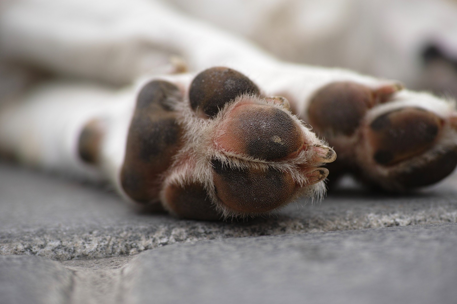 Polícia investiga morte de cachorros a tiros em Patos, no Sertão da Paraíba