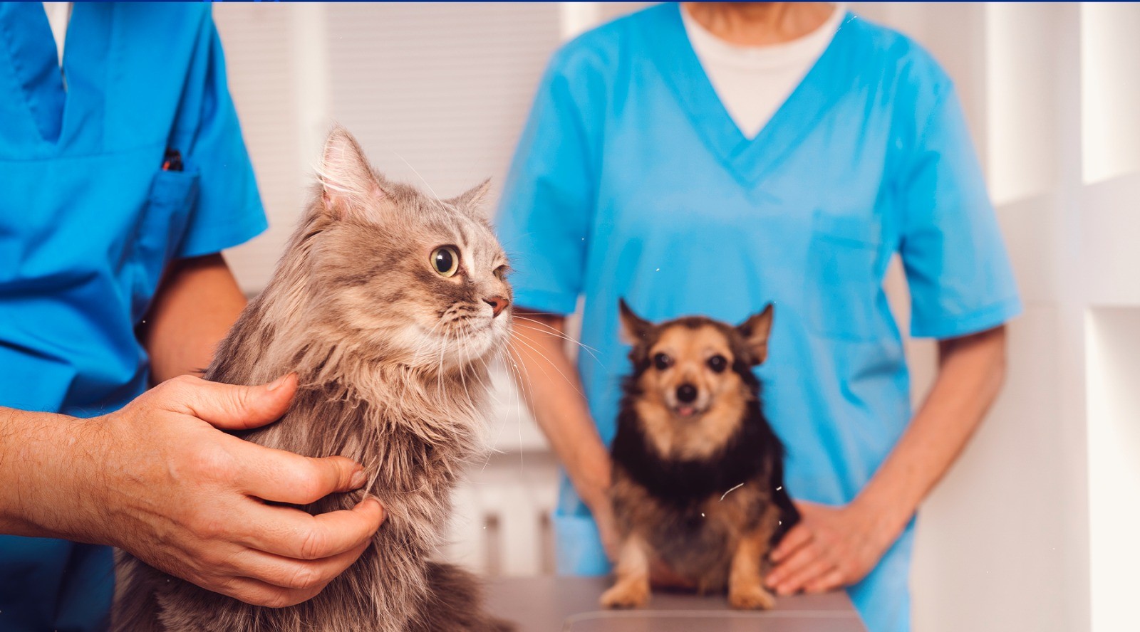 Programa oferece mais de 3 mil vagas para castração de cães e gatos na Paraíba; veja o cronograma