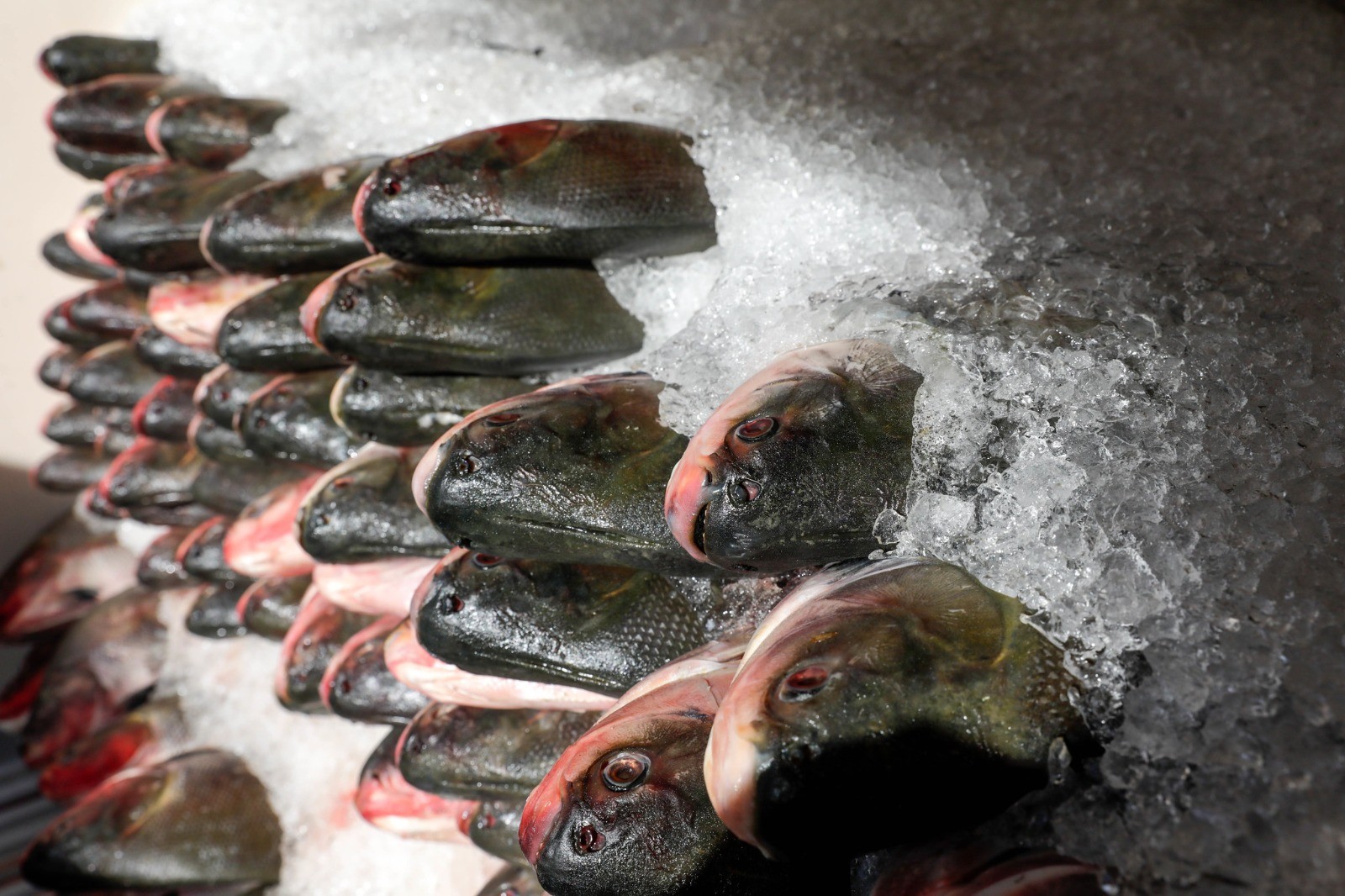 Preço do peixe em João Pessoa varia até 125% para a Semana Santa, de acordo com pesquisa do Procon-PB