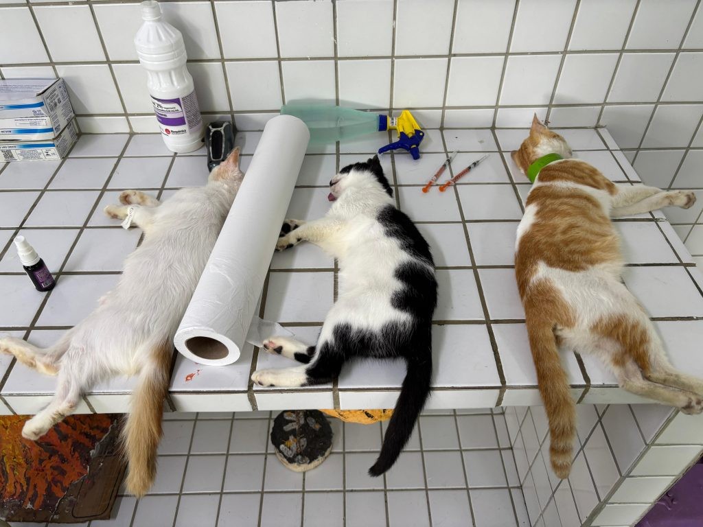 Castração irregular de animais é interrompida pelo CRMV-PB e Polícia Militar na PB