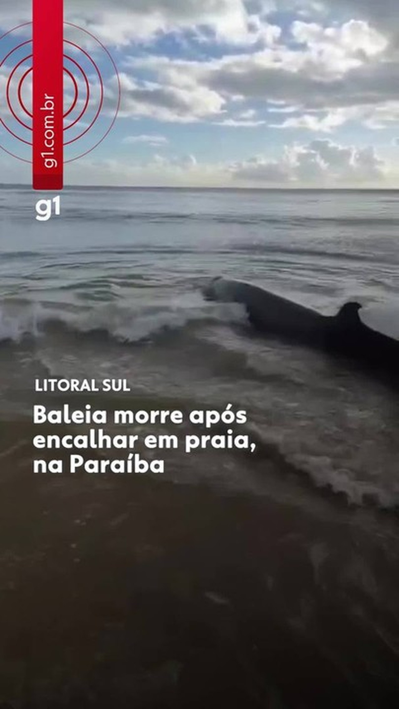 Baleia-bicuda morre após encalhar em praia do Conde, no Litoral Sul da Paraíba