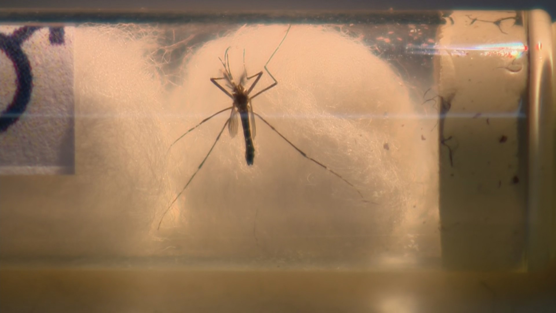 Índice de infestação de Aedes aegypti em imóveis se aproxima de 5% e acende alerta de alto risco, em Campina Grande